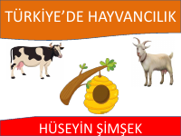 HAYVANCILIK (1).pdf
